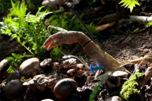 It’s gonna be a while before I have one of these on a pizza again. JK, cooked mushrooms are gross.