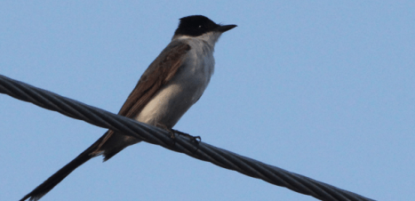 Hey, there's a bird on that wire. Well, I can cross that off the bucket list.