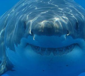 Is this not the chubbiest, cutest little shark?