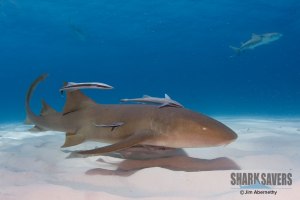 Click for Shark Savers